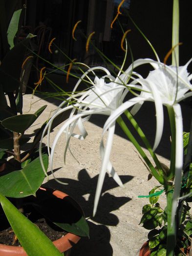 IMG_0019 - Hymenocallis caribaea