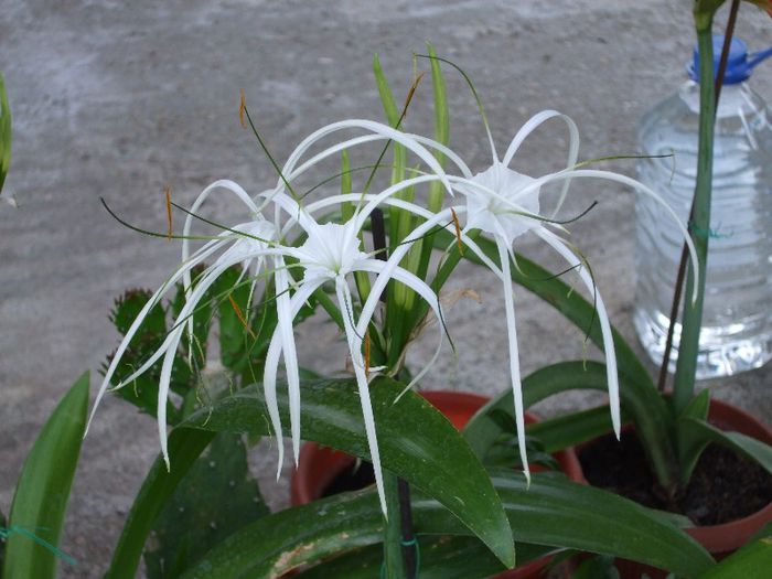 DSCF2516 - Hymenocallis caribaea