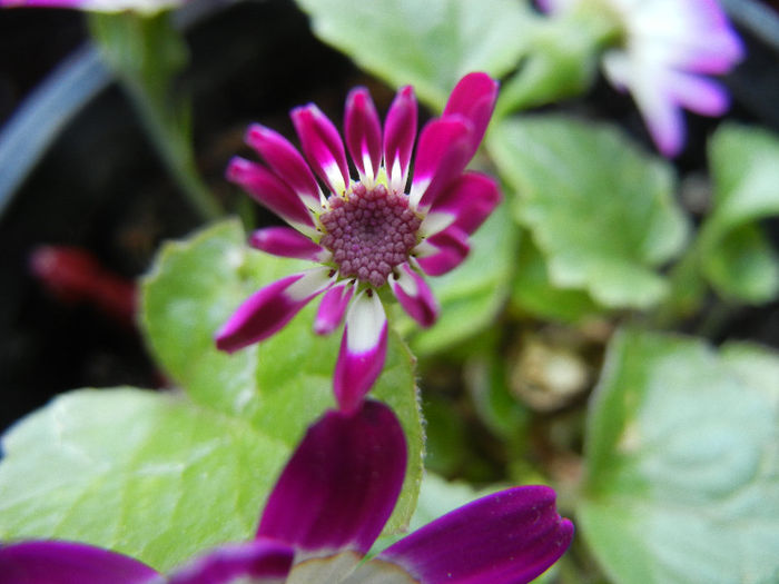 Pericallis x hybrida Fucshia (`13, Mar.10) - Pericallis x hybrida Fuchsia