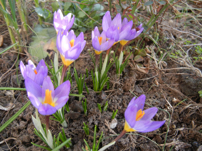 Crocus sieberi Tricolor (2013, March 10)