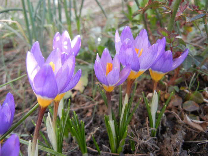 Crocus sieberi Tricolor (2013, March 10)