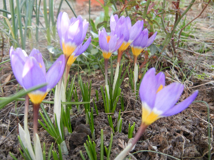 Crocus sieberi Tricolor (2013, March 10)