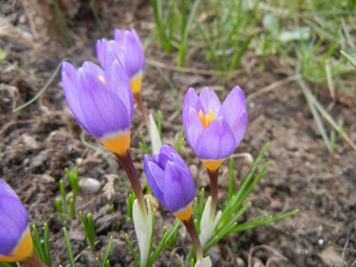 Crocus sieberi Tricolor (2013, March 10)