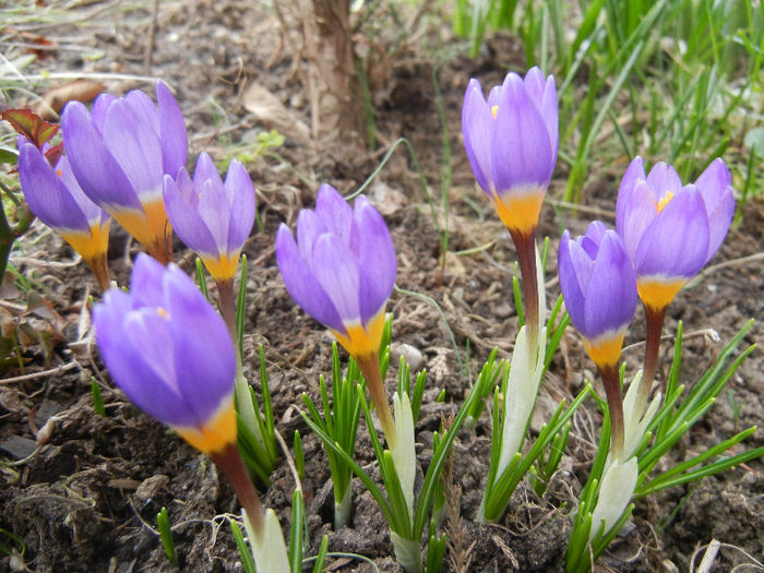 Crocus sieberi Tricolor (2013, March 10) - Crocus sieberi Tricolor