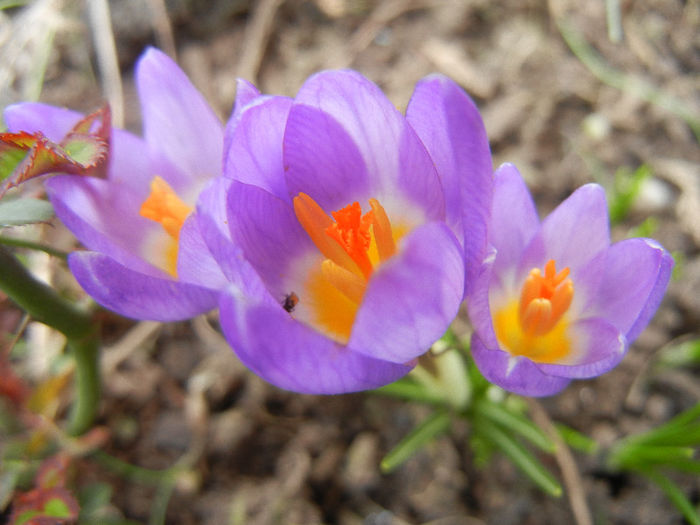 Crocus sieberi Tricolor (2013, March 10)