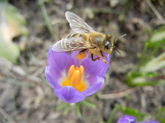 Bee on Crocus Tricolor (2013, March 10)