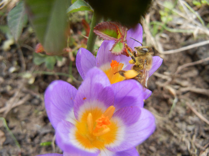 Bee on Crocus Tricolor (2013, March 10)