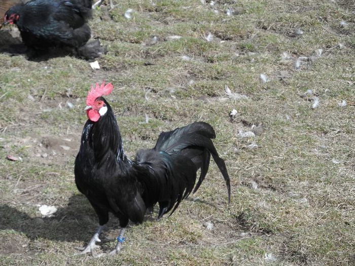 SAM_3451 - Gaina Pitica Germana Schwarz-Negru