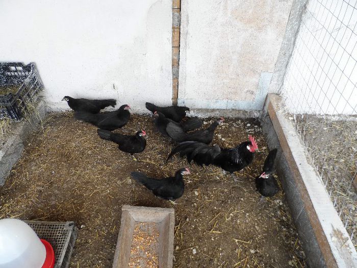 SAM_3499 - Gaina Pitica Germana Schwarz-Negru