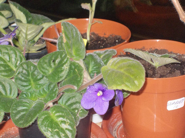 DSCN7192_2670 - Florile mele