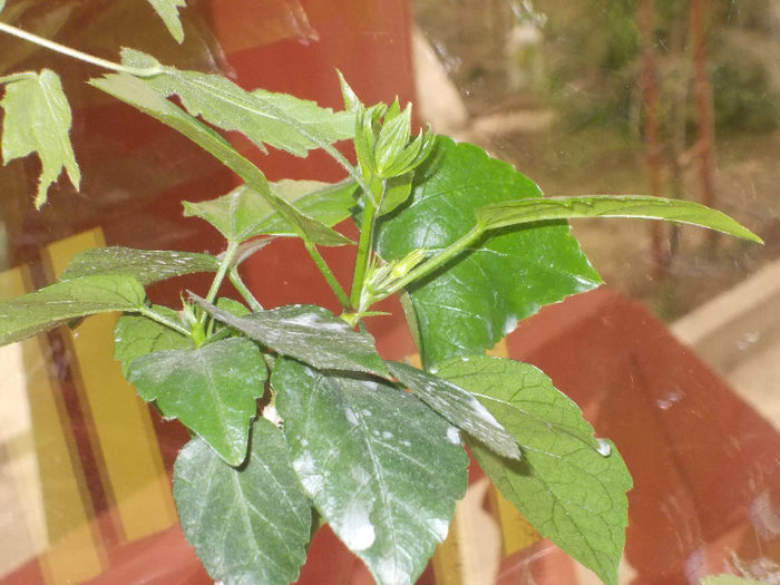 DSCN7166_2644 - Florile mele