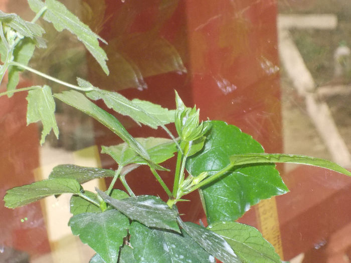 DSCN7167_2645 - Florile mele