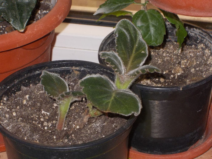 DSCN7168_2646 - Florile mele