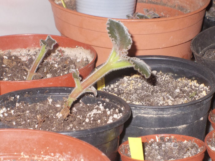 DSCN7170_2648 - Florile mele