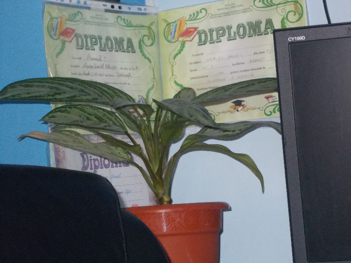 DSCN7176_2654 - Florile mele