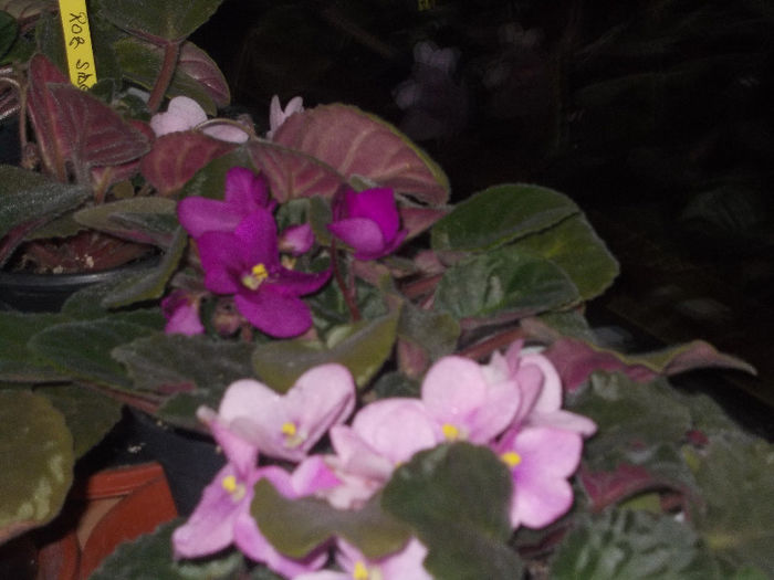 DSCN7189_2667 - Florile mele