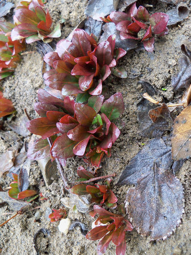 Oenothera macrocarpa - Martie 2013