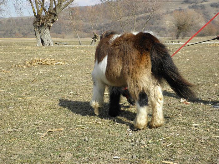 P3046936 - VANZARI PONEI 3