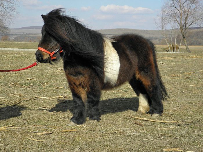 P3046966 - VANZARI PONEI 3