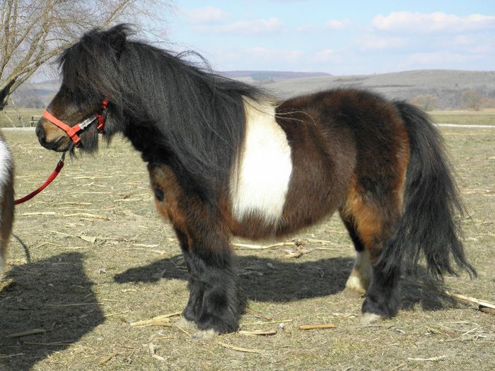 P3046967 - VANZARI PONEI 3