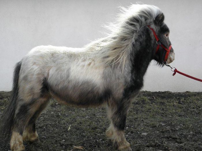 P3047026 - VANZARI PONEI 3