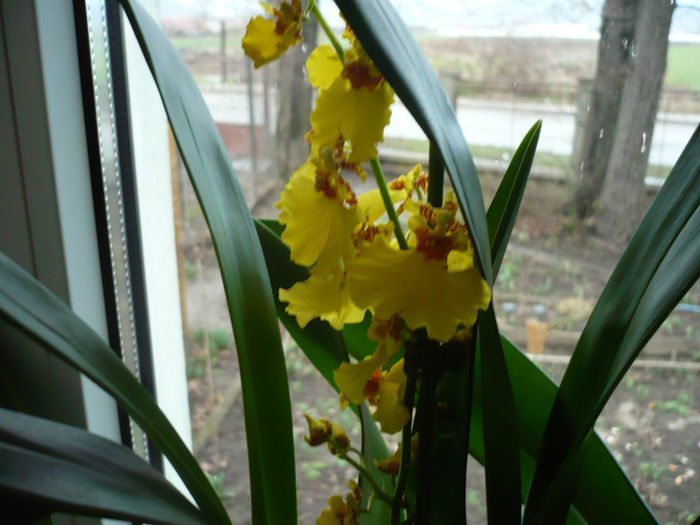 P1020800; ESTE galbioara mea primita de la fiica mea de 8 martie
