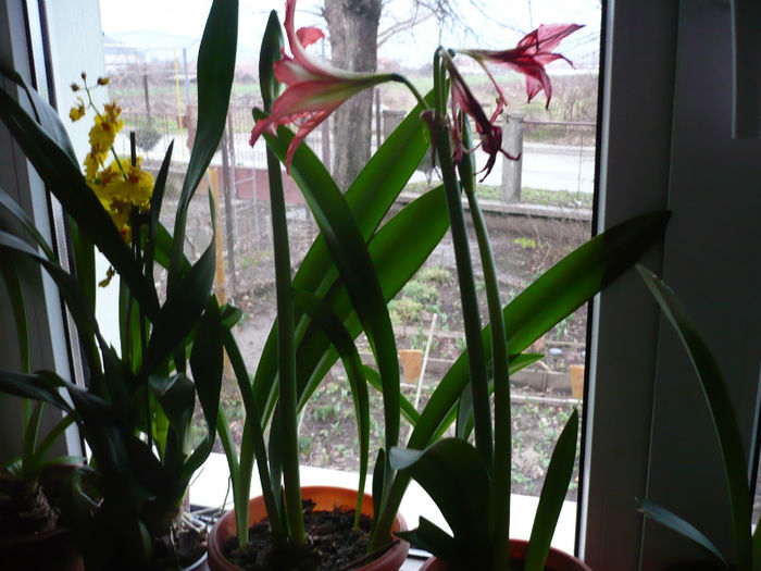 P1020799; nu se prea potrivesc impreuna dar asta e se suporta ele ca nu au incotro
