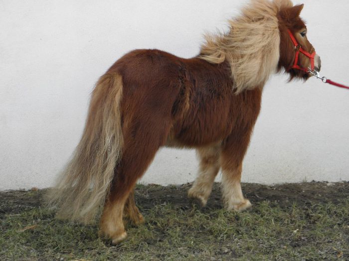 P3047143 - VANZARI PONEI 3
