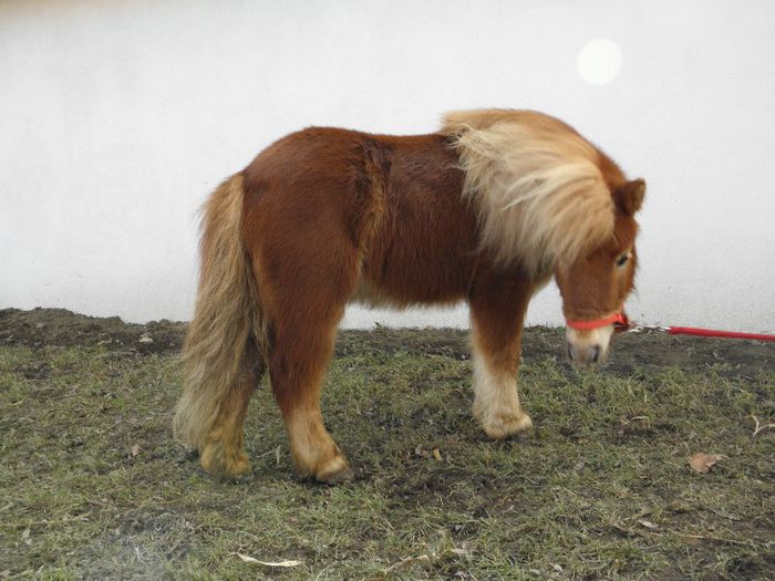 P3047182 - VANZARI PONEI 3