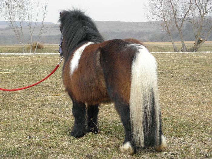 P3077266 - VANZARI PONEI 3