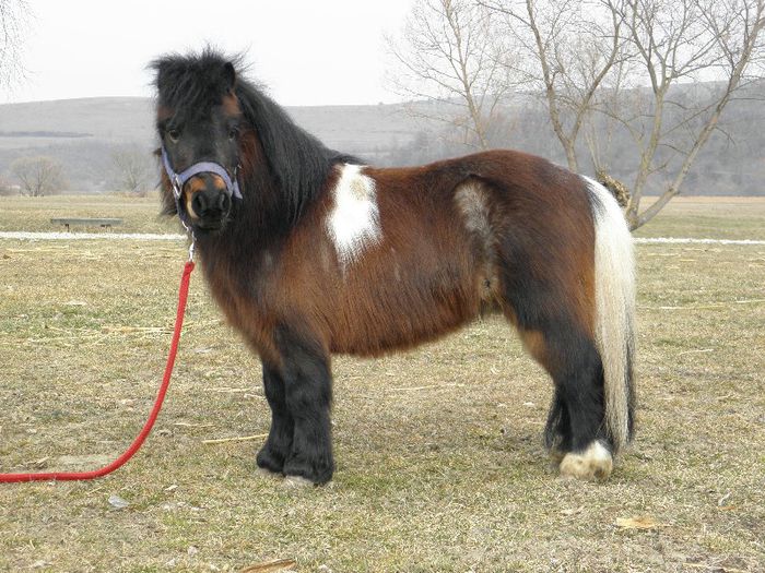 P3077272 - VANZARI PONEI 3