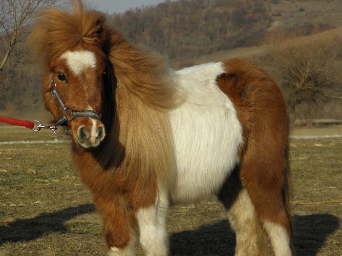 P3077384 - VANZARI PONEI 3