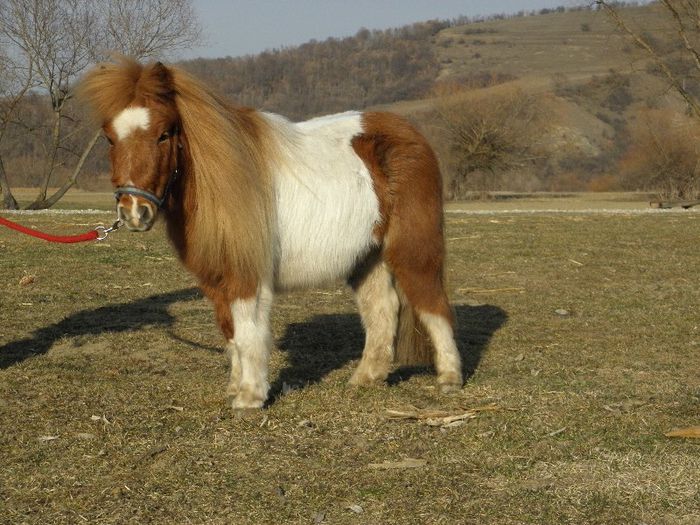 P3077387 - VANZARI PONEI 3