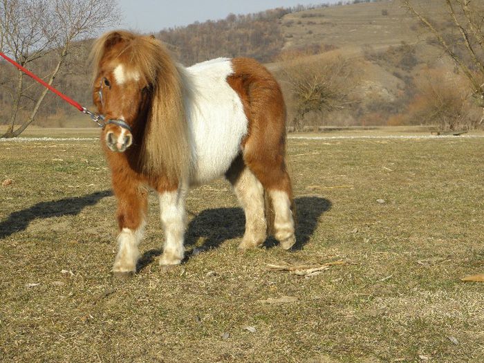 P3077388 - VANZARI PONEI 3