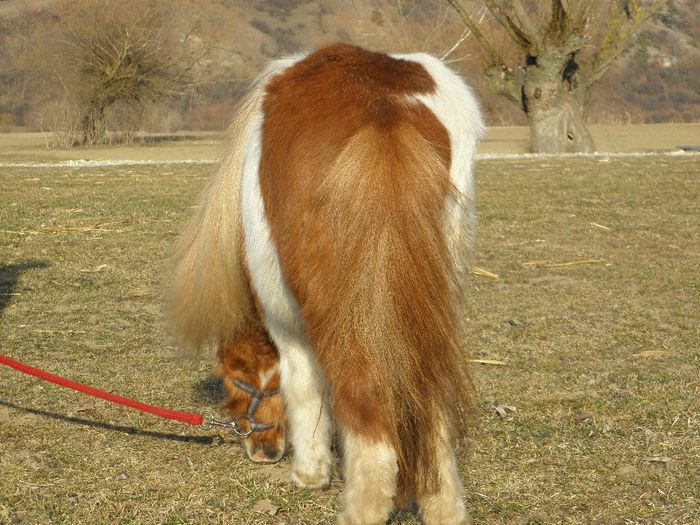 P3077393 - VANZARI PONEI 3