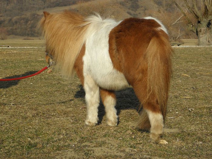 P3077395 - VANZARI PONEI 3