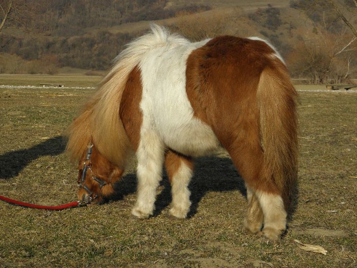 P3077396 - VANZARI PONEI 3