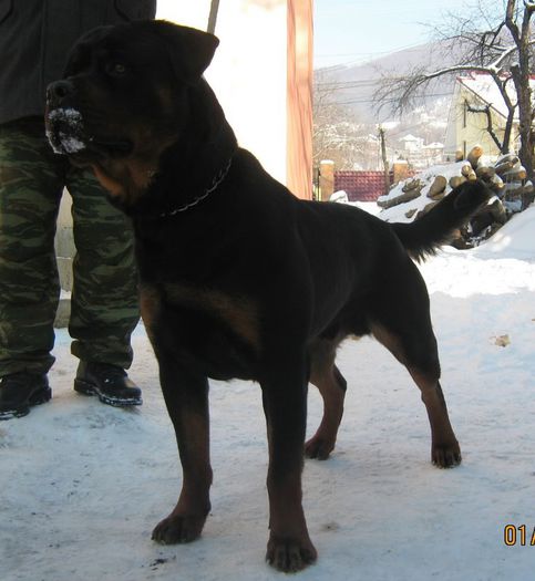 Ayto(Noris&Zeta) - 07-Produsi Rottweiler