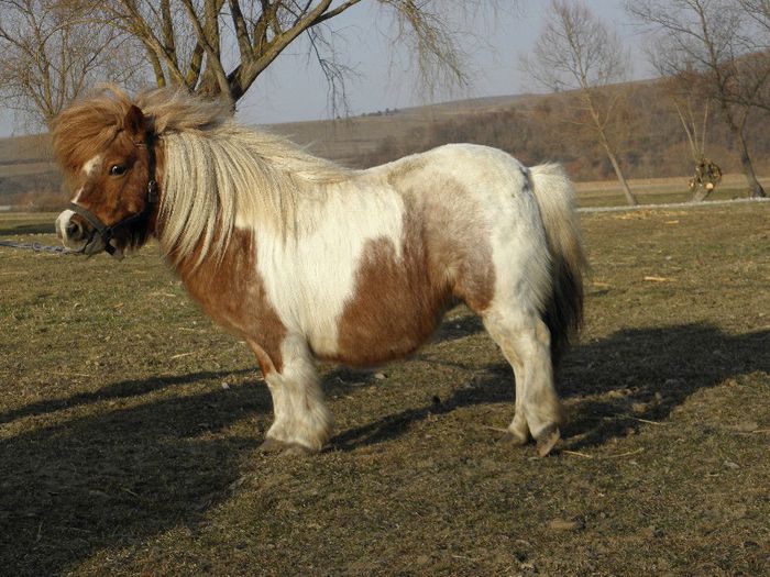 P3077407 - VANZARI PONEI 3