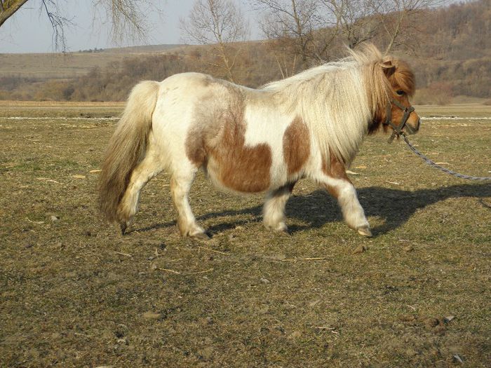 P3077408 - VANZARI PONEI 3