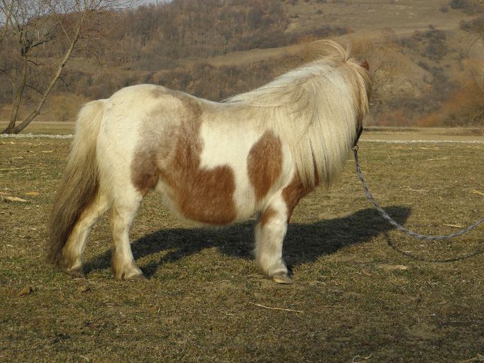P3077412 - VANZARI PONEI 3