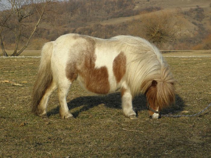 P3077413 - VANZARI PONEI 3