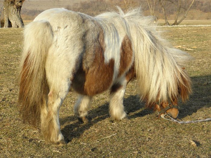 P3077416 - VANZARI PONEI 3