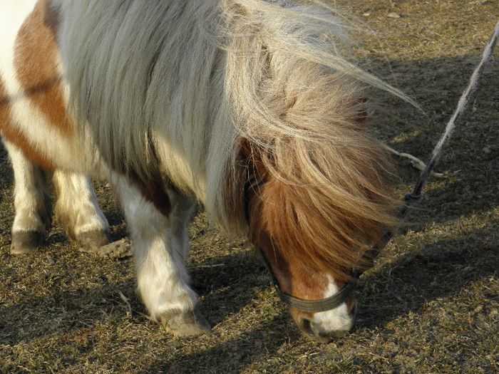 P3077425 - VANZARI PONEI 3