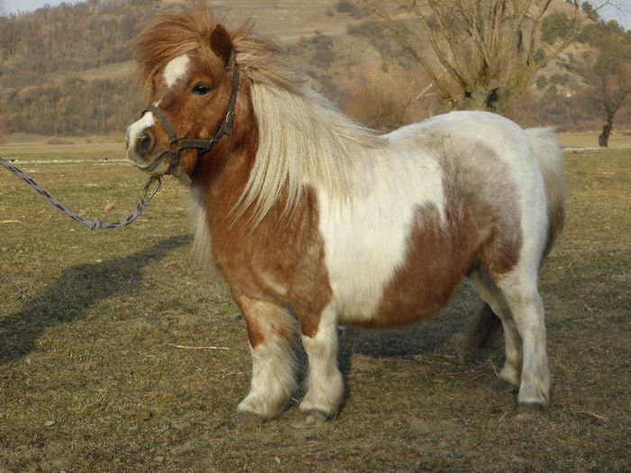 P3077426 - VANZARI PONEI 3