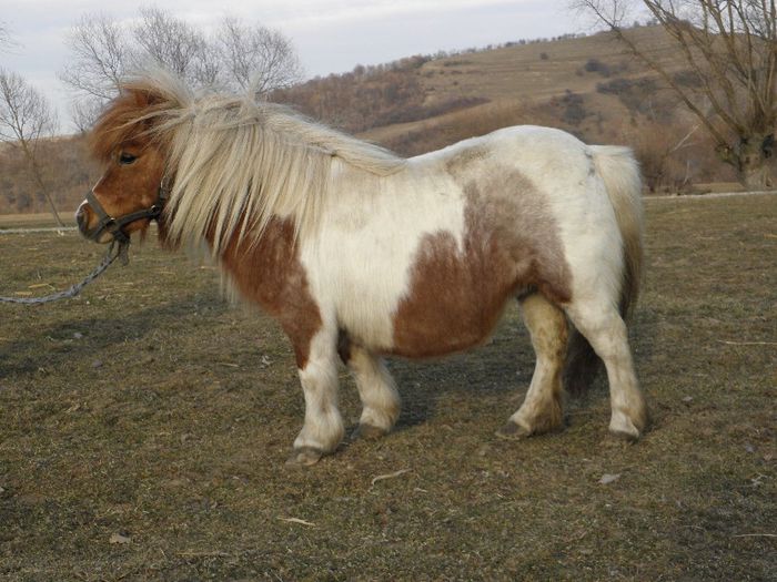 P3077434 - VANZARI PONEI 3