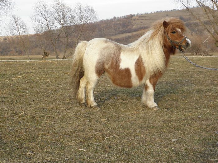 P3077436 - VANZARI PONEI 3