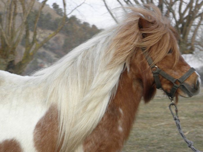 P3077438 - VANZARI PONEI 3