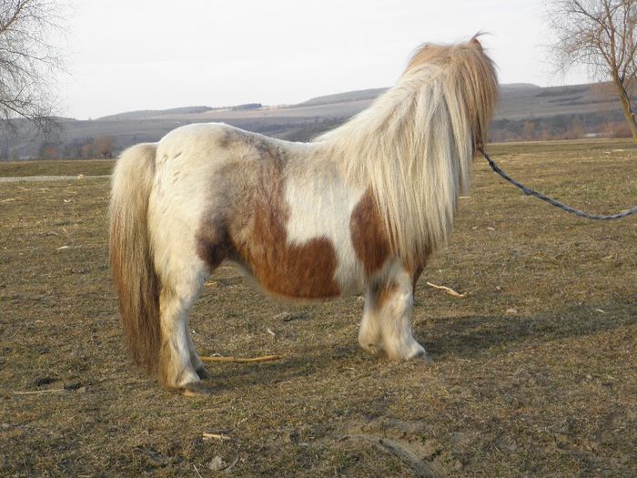 P3077455 - VANZARI PONEI 3