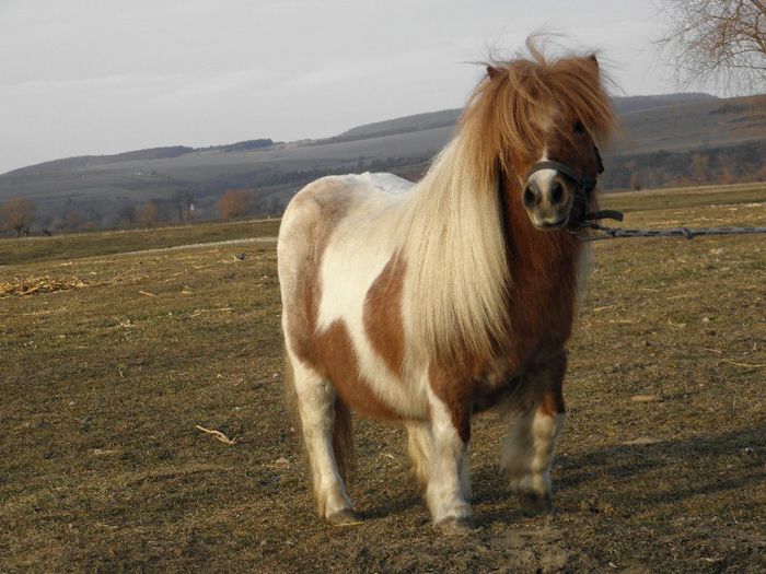 P3077457 - VANZARI PONEI 3